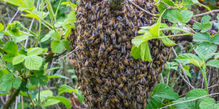 The memory of swarms
