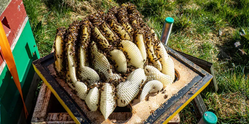Brace comb in a hive of honey bees